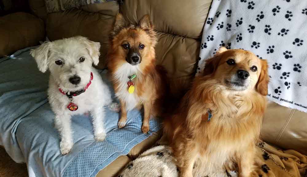 Dupage Pet Sitter - Du Page Pet sitter